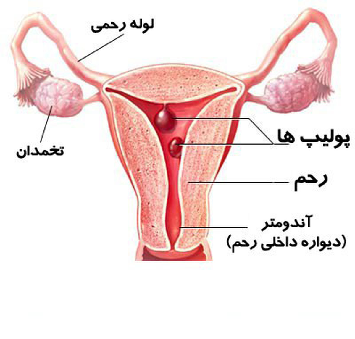 واژن‌تان را بهتر بشناسید