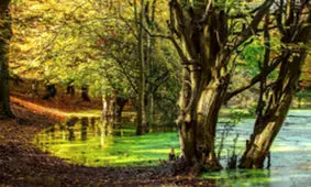 تصاویر رویایی از طبیعت شگفت انگیز پاییزی مازندران