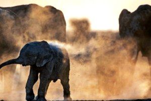 عکس روز نشنال جئوگرافیک؛ دوش گرفتن فیل ها با خاک