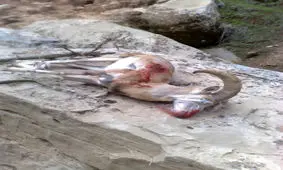 2 شکارچی متخلف قوچ در شوشتر دستگیر شدند