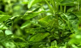 استتار جالب ملخ+عکس