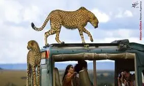 تصاویری جالب از پارک حیات وحش در کنیا