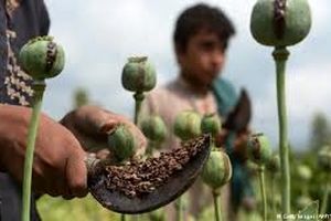 تولید 45 برابری تریاک در افغانستان