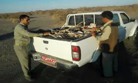 جمع آوری ۳۰۰ تله زنده گیری هوبره در دشت‌های جنوب سیستان وبلوچستان