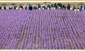 رقیب جدی برای طلای سرخ ایران پیدا شد