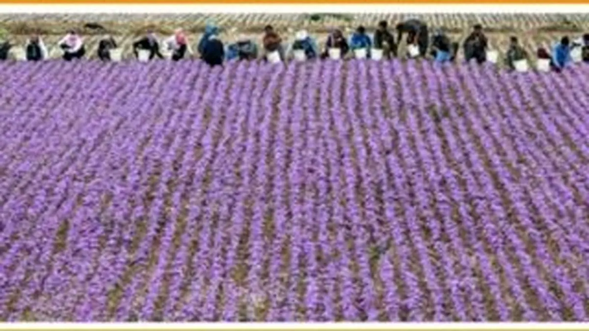 رقیب جدی برای طلای سرخ ایران پیدا شد