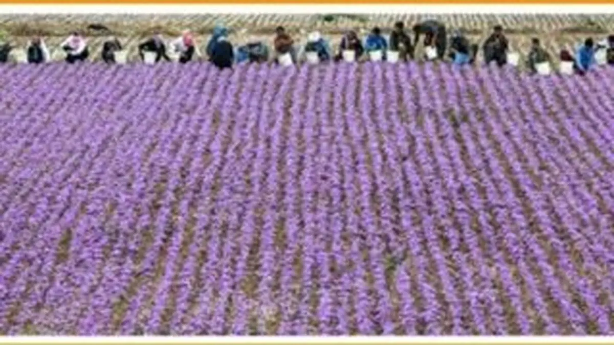 رقیب جدی برای طلای سرخ ایران پیدا شد