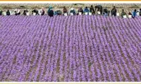 رقیب جدی برای طلای سرخ ایران پیدا شد