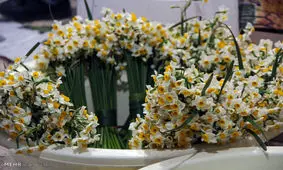 رویش گل‌های بهاری از دل کویرِ تشنه