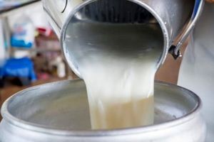 یک سال حبس برای متخلف بهداشتی شیرخام در سبزوار