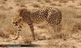 بازی با جان "ایران"