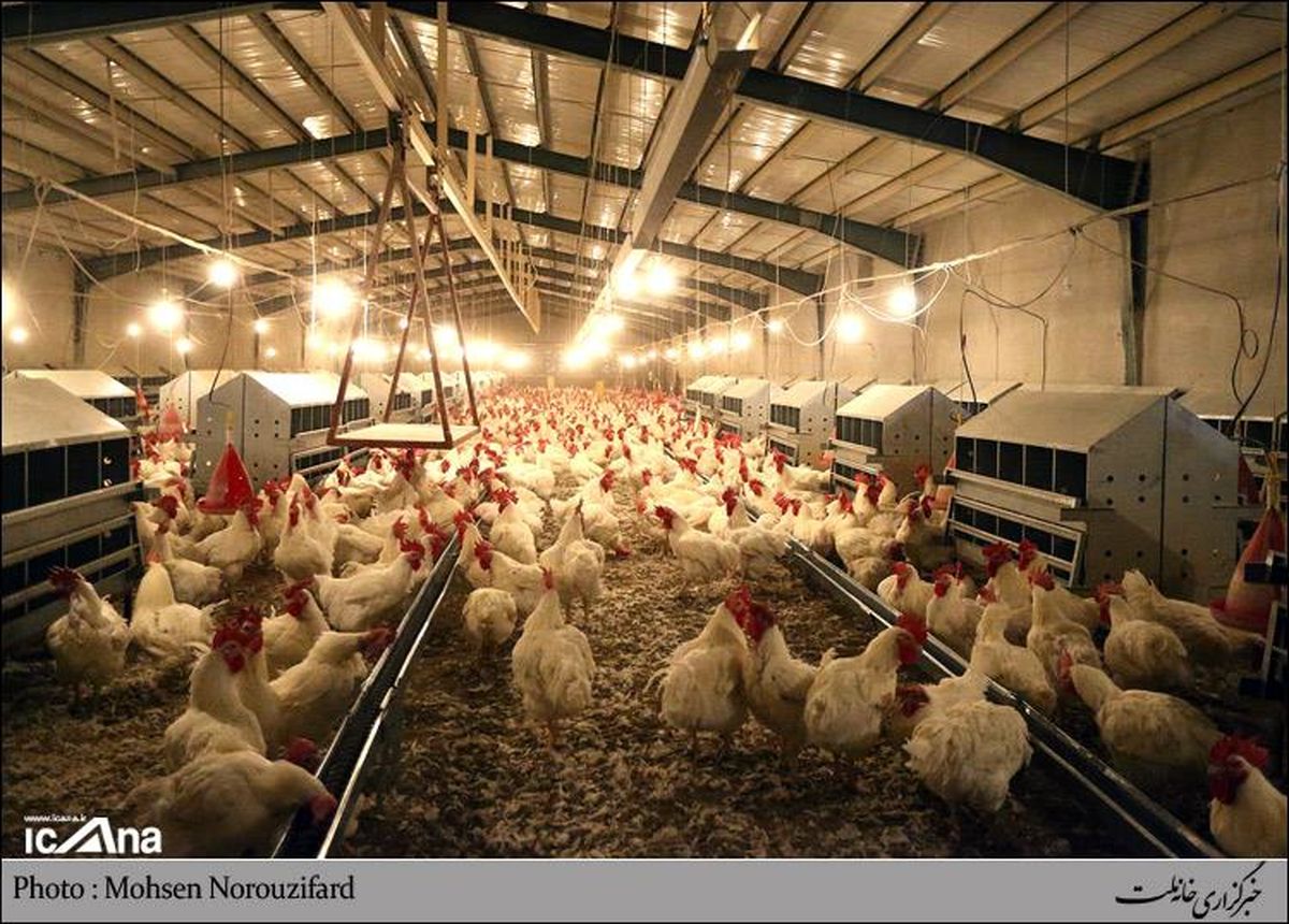 تثبیت قیمت مرغ در حوزه ۱۰ تا ۱۲ هزار تومان/افزایش قیمت مرغ برمبنای قیمت تمام شده است