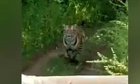 حمله ببر وحشی به خودروی گردشگران + فیلم