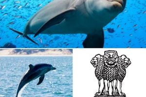 دولت هند استفاده از دلفین ها را ممنوع کرد