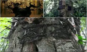 دفن کردن کودکان در میان درختان! +عکس