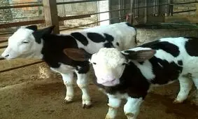 پدیده ای نادر دامی در خراسان شمالی/ گاو مرد روستایی چهار قلو زایید