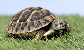 مرگ یک لاک پشت با معده‌ای پر از پلاستیک + فیلم