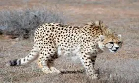 حضور کارشناسان خارجی برای تکثیر یوزپلنگ/ «لقاح مصنوعی» یوزپلنگ ایرانی را نجات می‌دهد؟