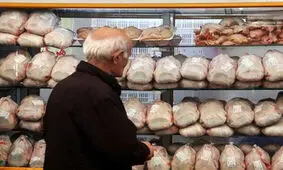 آغاز عرضه مرغ منجمد تنظیم بازار در کرمانشاه