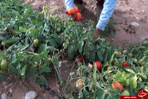 ممنوعیت صادرات گوجه فرنگی برداشته شود