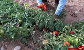 ممنوعیت صادرات گوجه فرنگی برداشته شود