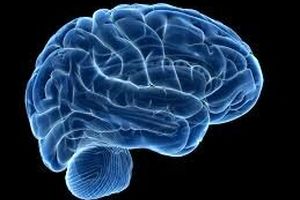 ارائه تصویر جدیدی از مغز انسان براساس آناتومی سیستم عصبی