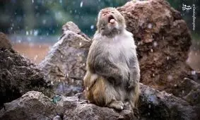 مروری بر برترین تصاویر حیات وحش