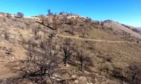 احیا عرصه‌های جنگلی سوخته «زرشک چال» کردکوی