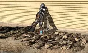 ‌باقرقره‌های گندمی در دام شکارچیان، شکارچیان در دام قانون