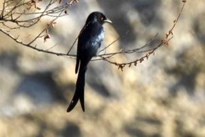 مشاهده پرنده کمیاب «بوچانگا خاکستری » در کهگیلویه و بویراحمد