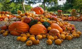 خواص کدو حلوایی