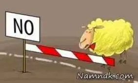 کاریکاتور گوسفند چینی