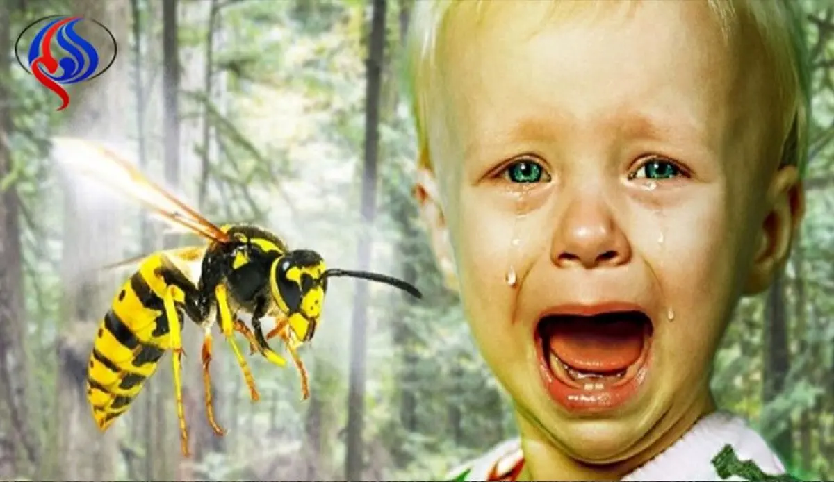 ۵ کاری که باید بلافاصله پس از نیش زنبور انجام داد