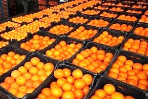 خرید و ذخیره‌سازی پرتقال شب عید کهگیلویه و بویراحمد از فردا آغاز می‌شود