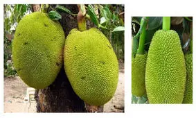 آشنایی با جکفروت و خواص آن