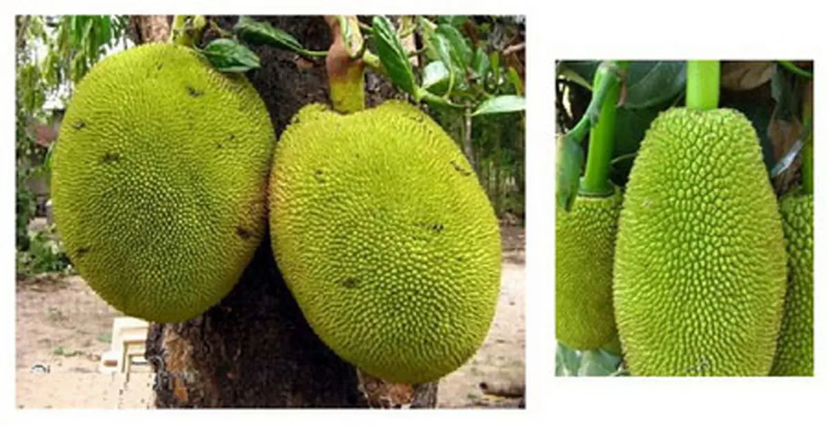 آشنایی با جکفروت و خواص آن