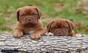 واردات حیوان از روسیه و اوکراین/ حیوانات خانگی محکوم به مرگ هستند