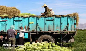 ۴ درصد محصولات کشاورزی کشور در اردبیل تولید می‌شود