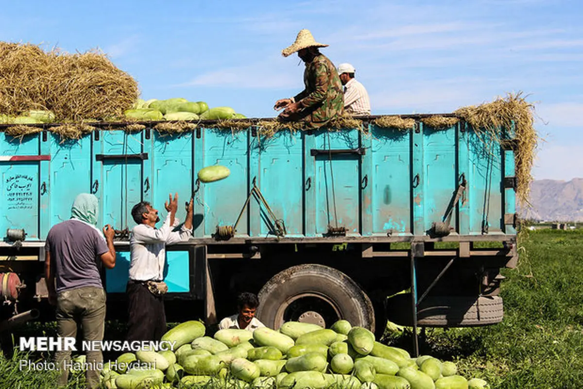 ۴ درصد محصولات کشاورزی کشور در اردبیل تولید می‌شود