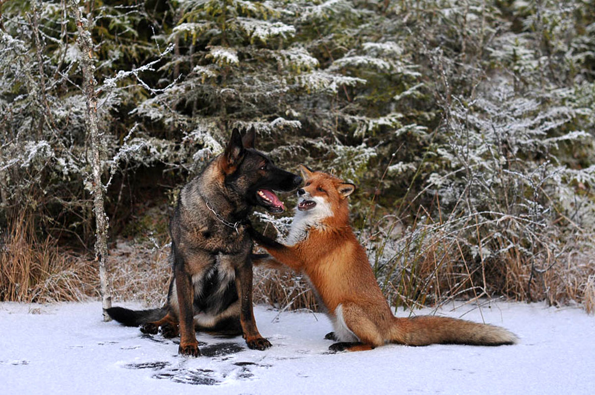 عکس های باورنکردنی از دوستی یک سگ نروژی با روباه قرمز