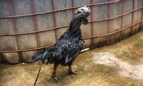 خروس سیاه برای تشریفات مذهبی+عکس