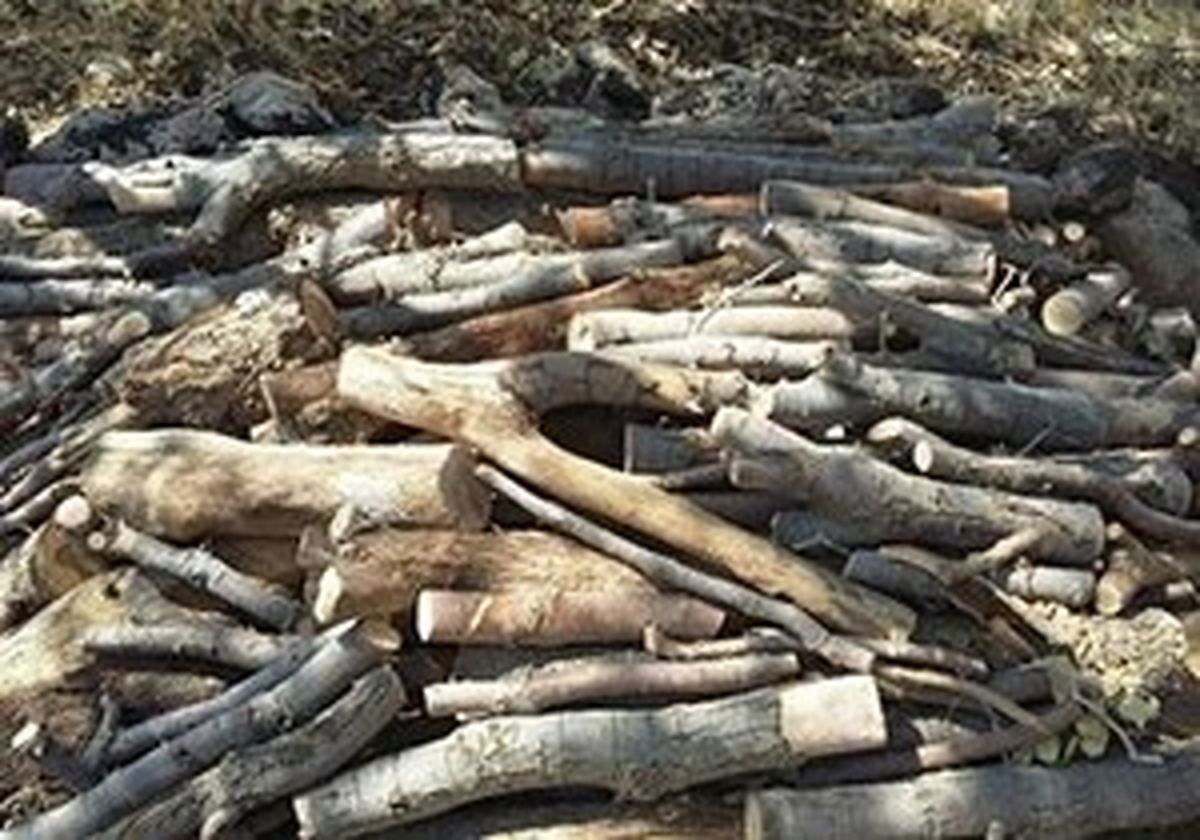دستگیری قاچاقچی بلوط در نجف آباد