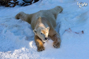 خرس های قطبی سن دیه گو برای اولین بار در عمرشان برف دیدند!