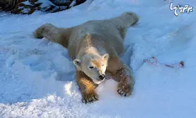 خرس های قطبی سن دیه گو برای اولین بار در عمرشان برف دیدند!