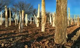 تجمع درختان برای حفظ محیط زیست