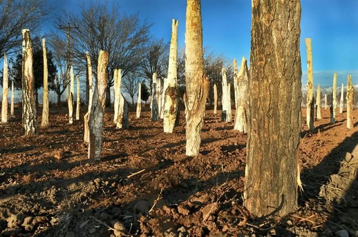 تجمع درختان برای حفظ محیط زیست