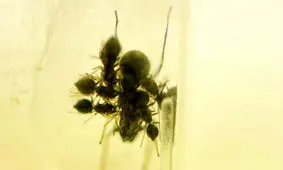 عنکبوتی که به فرزندان خود شیر می‌دهد!