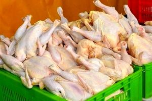 طرح برخورد با عاملان بی ثباتی بازار مرغ کلید خورد