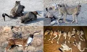 کشف و ضبط بیش از هزار انواع گونه های جانوری