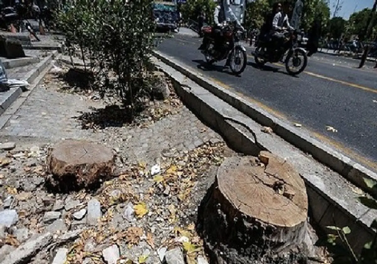 تبر تجاری سازی بر تن درختان تبریز